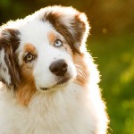 Common-dog-behaviors-explained